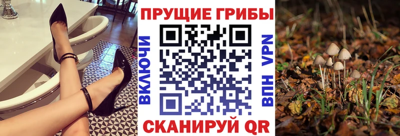 Псилоцибиновые грибы Psilocybe  купить наркотик  Грязовец 
